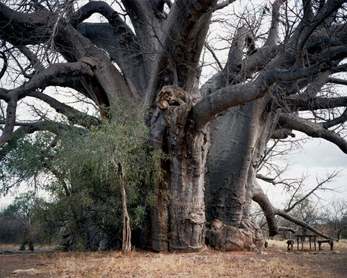 Những sinh vật cổ xưa nhất trên trái đất còn tồn tại ngày nay