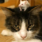 Chuột không còn sợ mèo khi nhiễm ký sinh trùng