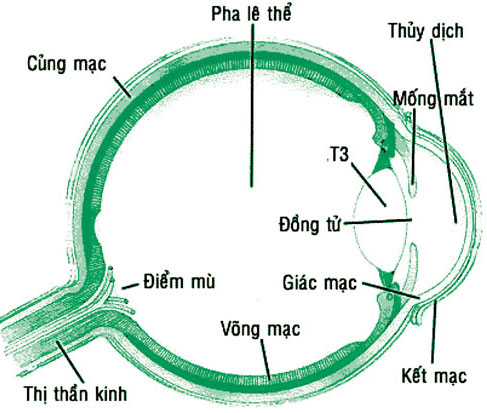 Tại sao đau mắt đỏ lây qua đường hô hấp?