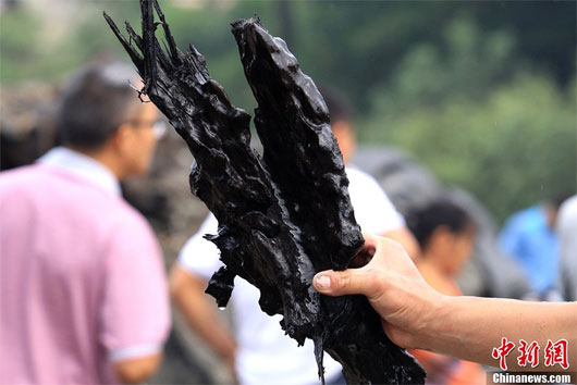 Trung Quốc phát hiện thân cây cổ thụ 800 tuổi, dưới đất 500 năm