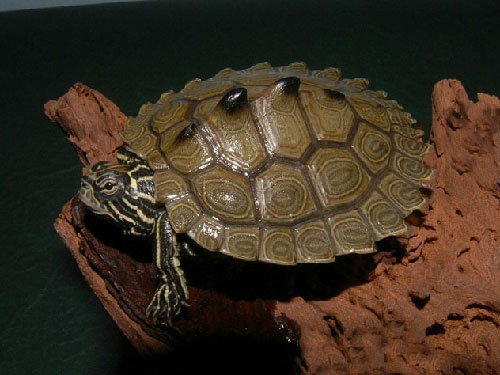 Black Humpback Turtle