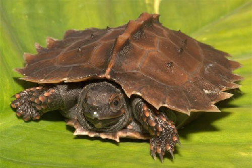 Thorny Tortoise