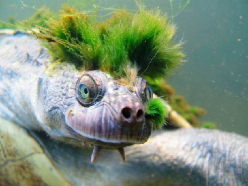 Mary River Turtle, Australia