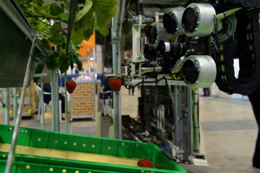 Robot giúp nông dân hái dâu
