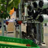 Robot giúp nông dân hái dâu