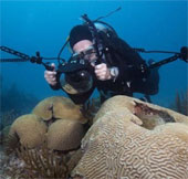 50% san hô trên toàn thế giới đã biến mất