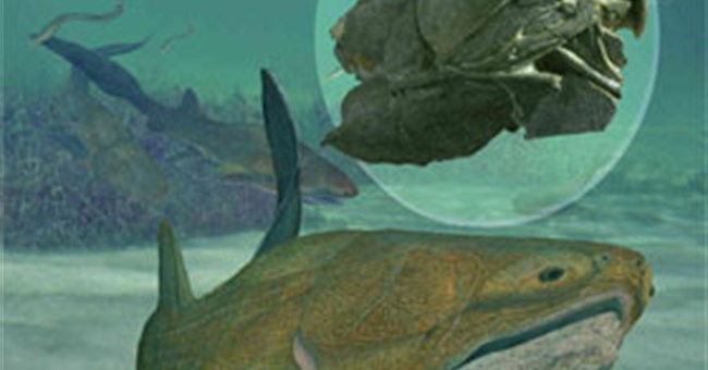 Khai quật hóa thạch cá 429 triệu năm tuổi