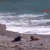 Video: Chó khôn ngoan cản em bé khỏi bị sóng cuốn