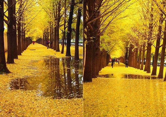 Các con đường mùa thu lãng mạn vòng quanh thế giới