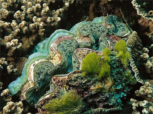 Bí ẩn loài 