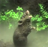 Video: Chuột hát để đánh dấu lãnh thổ