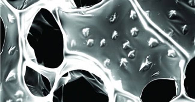 Chế tạo miếng vá tim mới