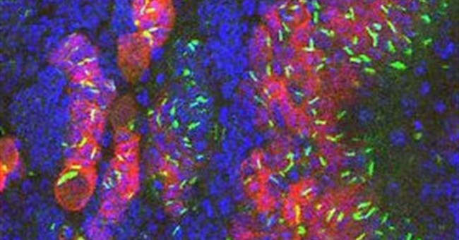 “Rắn” tồn tại… trong tế bào con người