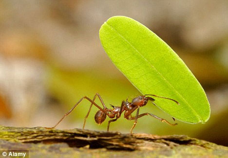 Video: Cấu trúc của tổ kiến