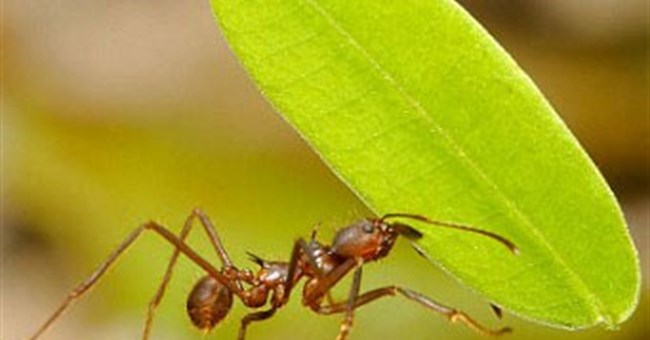 Hệ thống điều hòa nhiệt độ trong tổ kiến 