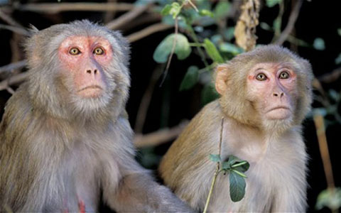 Hai con khỉ rhesus tham gia thử nghiệm. (Ảnh: REX)