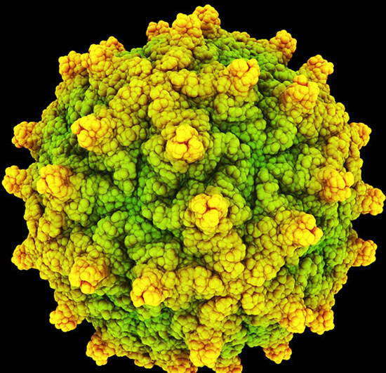 Thêm 234 loại virus mới được phát hiện
