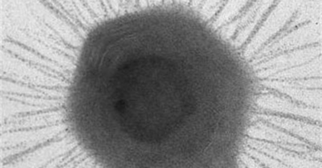 Virus lớn nhất thế giới lộ diện