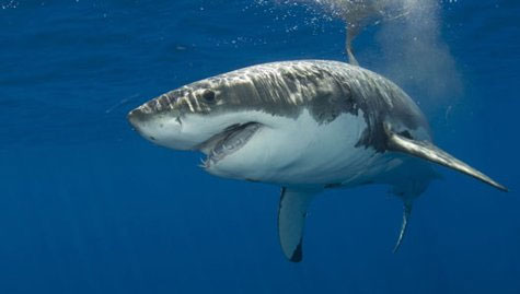 Khu bảo tồn cá mập trên Thái Bình Dương