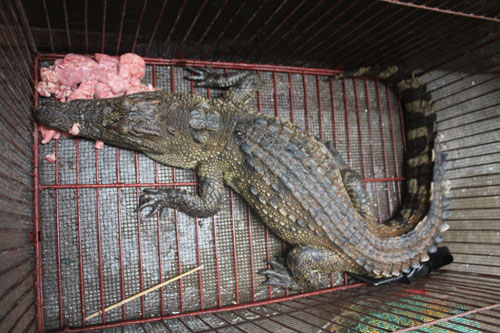 Bắt được cá sấu trong mương nước Hà Nội