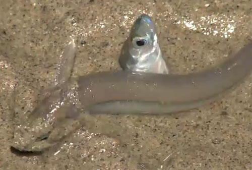 Video: Cá Grunion "đi bộ" trên biển