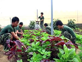 Ứng dụng khoa học để trồng rau trên đảo Phú Quý