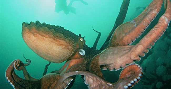 Có bằng chứng khẳng định quái vật biển thực sự tồn tại?