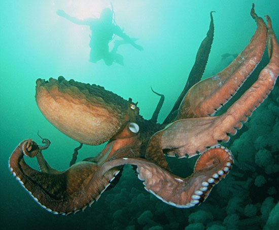 Có bằng chứng khẳng định quái vật biển thực sự tồn tại?