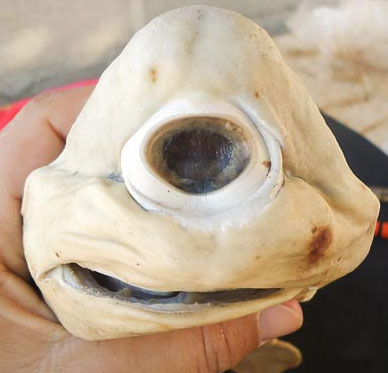 Cá mập bạch tạng, một mắt