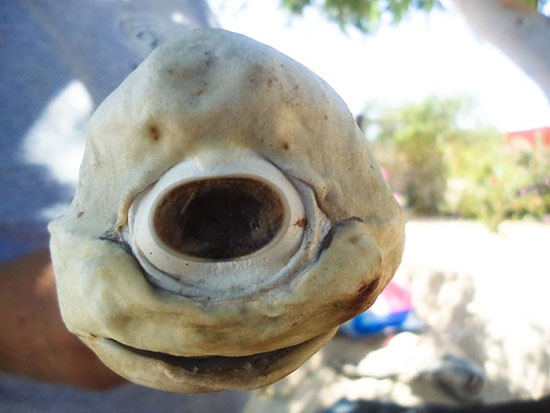 Hình ảnh về cá mập bạch tạng, một mắt