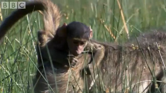 Video: Cuộc sống động vật tại Great Plains