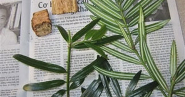 Phát hiện được quần thể cây hạt trần quý hiếm