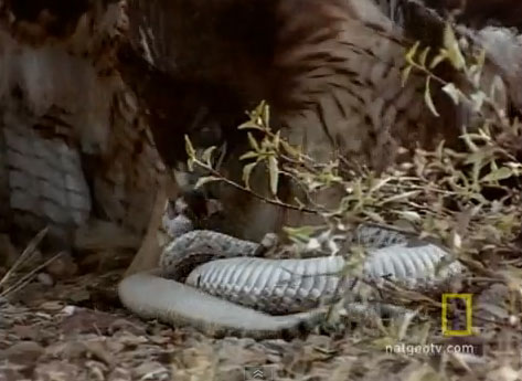 Video: Cuộc chiến giữa diều hâu và rắn