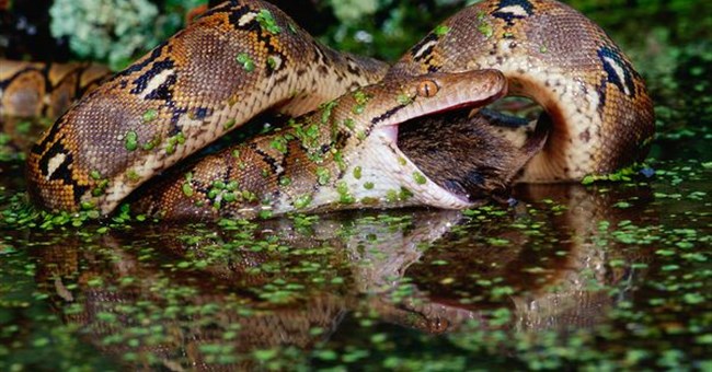 Tại sao quả tim con trăn lớn gấp đôi kích thước của nó