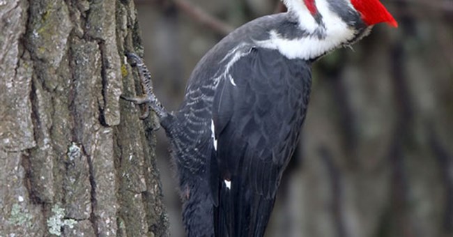 Bí mật xương đầu chim gõ kiến