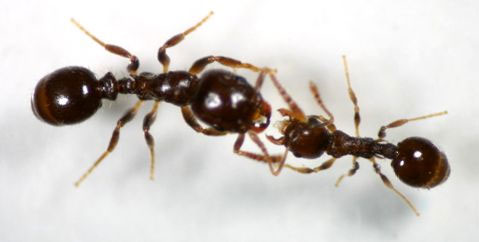 Một con kiến chủ nô (trái) đang đòi một con kiến thợ nô lệ cống nạp thức ăn.