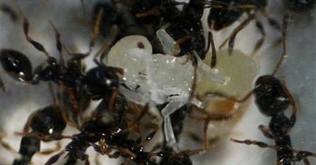 Kiến cũng biết nổi loạn chống kẻ áp bức 