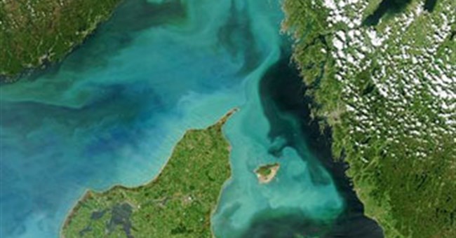 Loài thực vật biết bơi để tránh kẻ thù