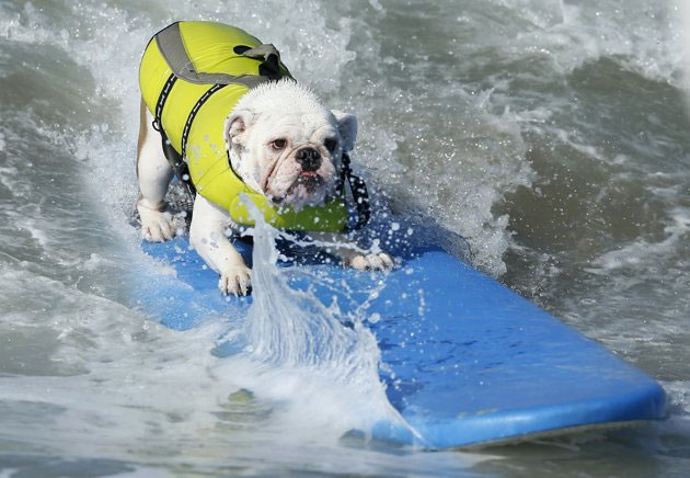 Những hình ảnh thú vị từ cuộc thi chó lướt sóng