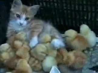Video: Mèo mẹ chăm sóc đàn gà con