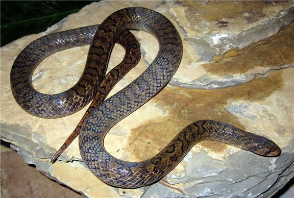 Rắn mới Việt Nam luôn gây sự chú ý của giới khoa học và nhiếp ảnh gia với sự đa dạng về kiểu dáng và màu sắc. Đây là những loài rắn quý hiếm được phát hiện gần đây tại Việt Nam. Hãy truy cập để khám phá những hình ảnh mới nhất về những loài rắn mới này.