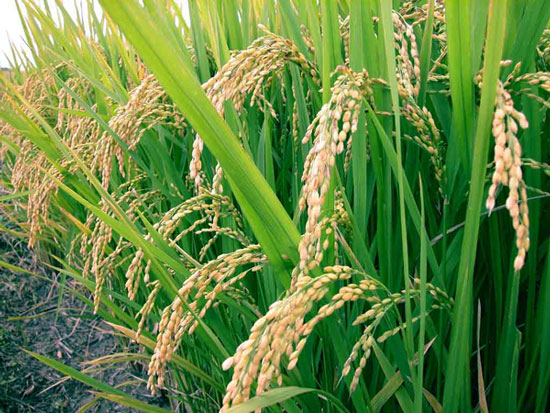Công bố bản đồ hoàn chỉnh biến thể gene của cây lúa
