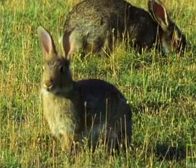 Video: Chồn nhảy điên dại thôi miên thỏ