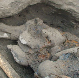 Cậu bé Nga phát hiện voi ma mút 30.000 năm tuổi