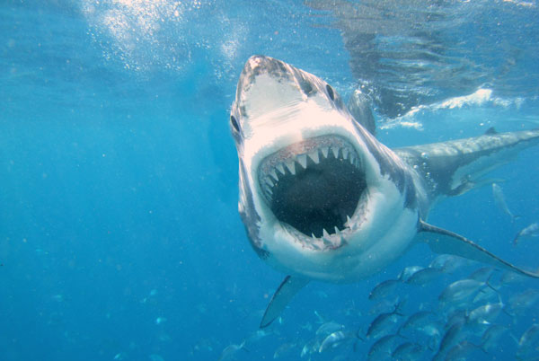Australia nghiên cứu chế tạo áo lặn chống cá mập 