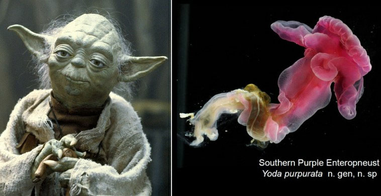 Sâu Yoda