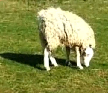 Video: Cừu có đầu lộn ngược