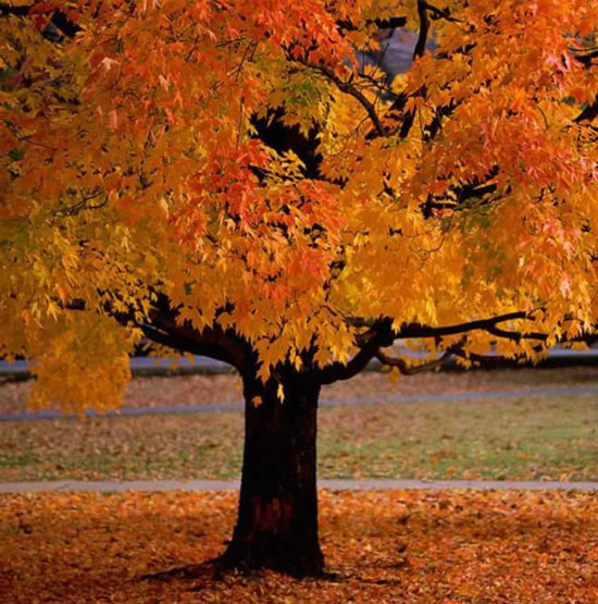 Lý giải hiện tượng lá cây đổi màu vào mùa thu