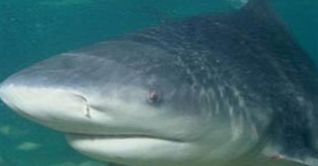 Loài cá mập có hàm khỏe nhất