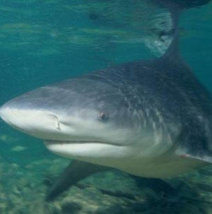 Loài cá mập có hàm khỏe nhất